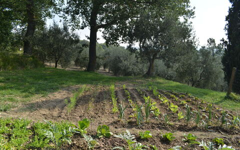 Casale Biancospino: Boom, Veld, Vegetation, Natuurlijke Omgeving, Natuurlijk Landschap, Natuurgebied, Bos, Bodem, Gras, Fabriek