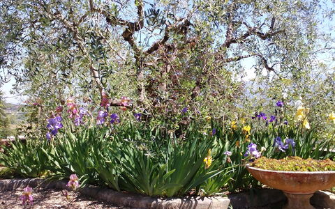 Villa Gaville: Bloem, Bloeiende Plant, Fabriek, Tuin, Plantkunde, De Lente, Lavendel, Struik, Landschap